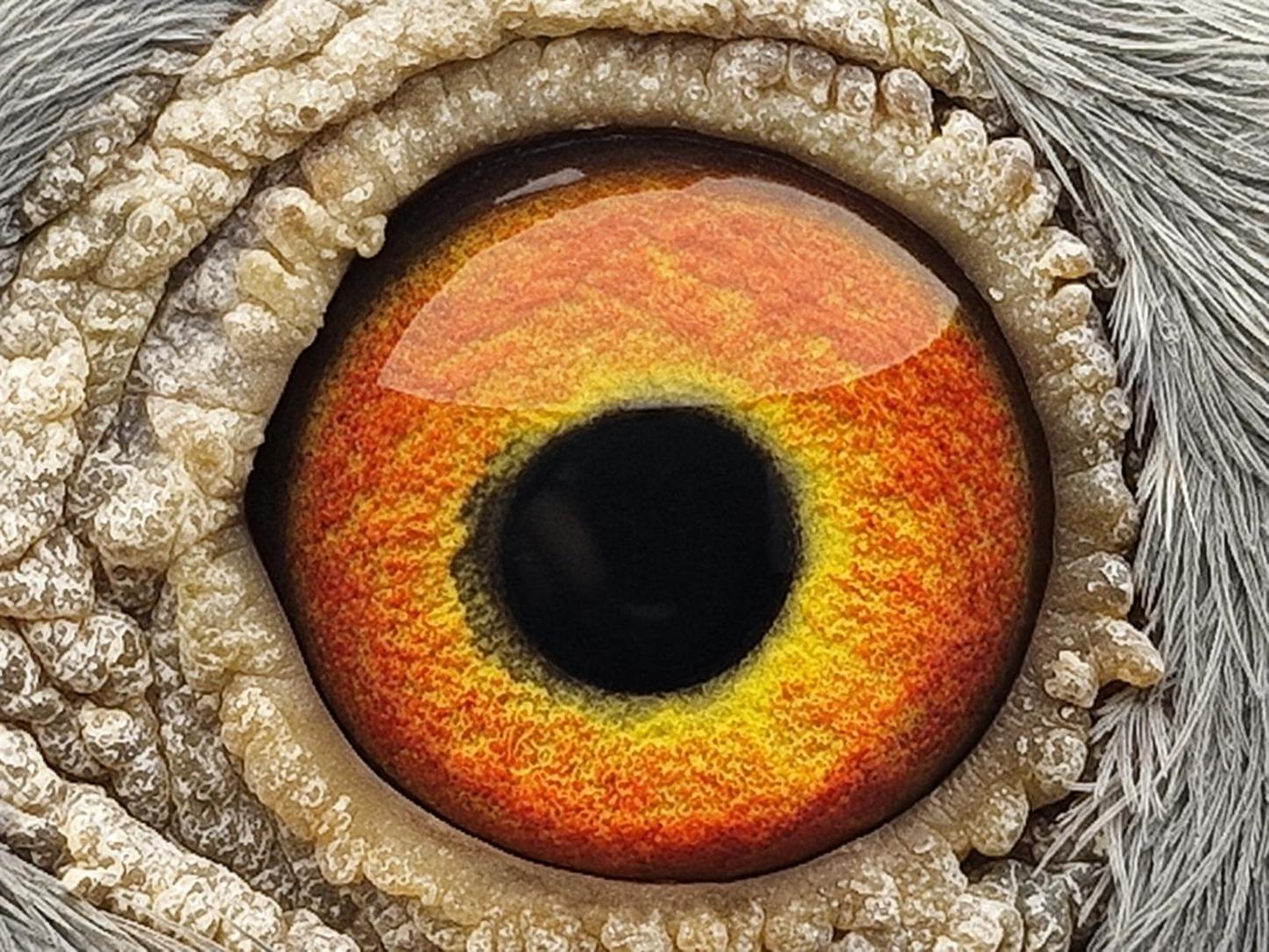 Pigeon eye